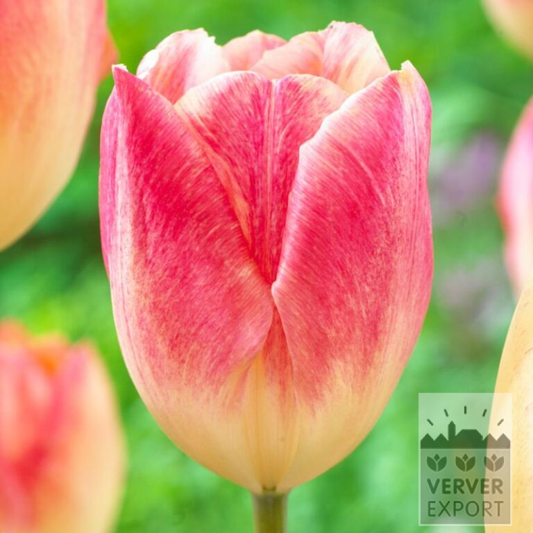 Tulpen 'Balance of Colors' (12716)