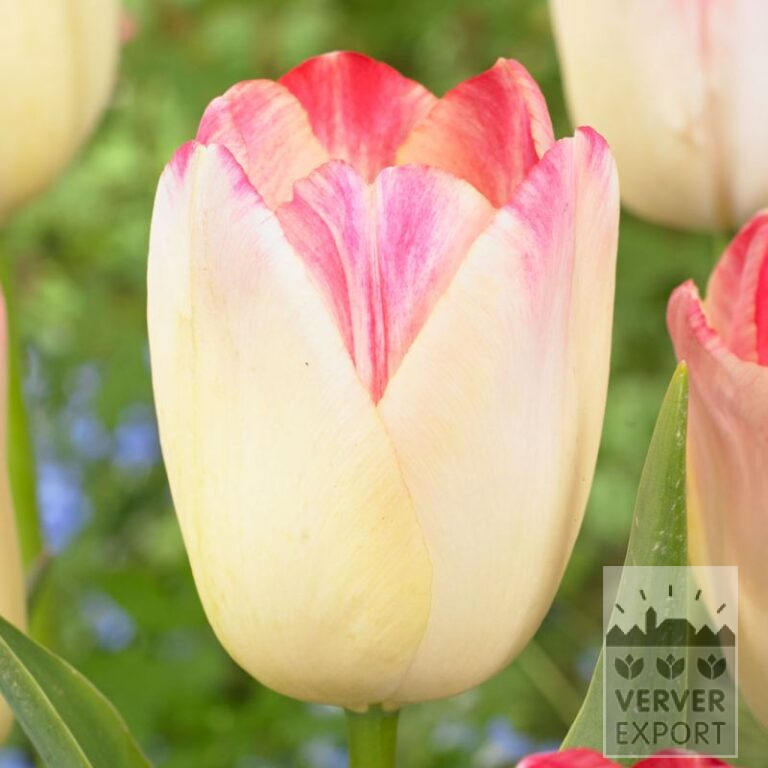 Tulpen 'Supri Erotic' (12718)
