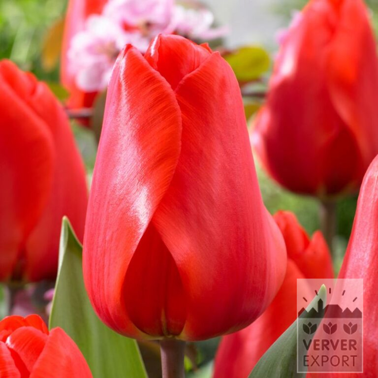 Tulpen 'Lalibela' (12719)