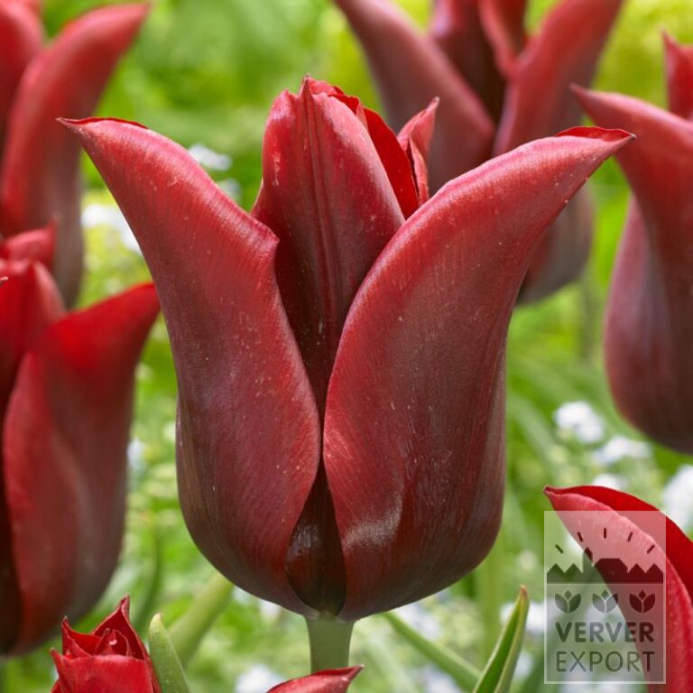 Tulpen 'Jennie Butchart' (12720)