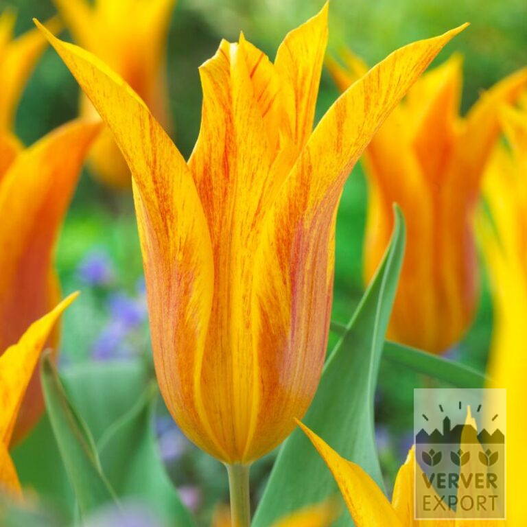 Tulpen 'Vendeeglobe' (12721)