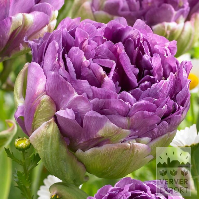 Tulpen 'Blue Wow' (12722)