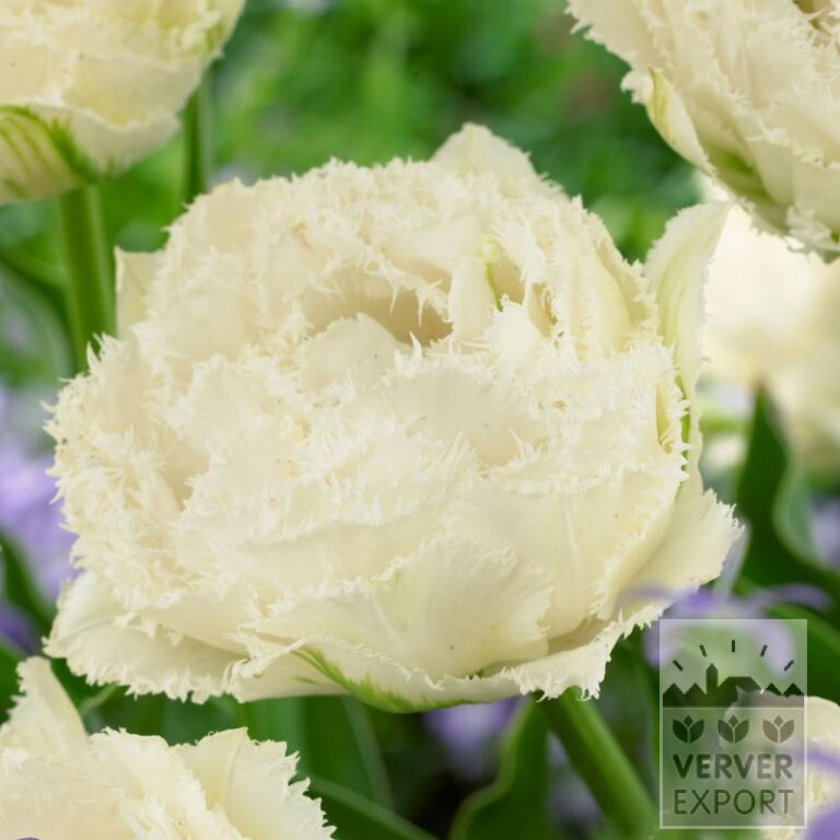 Tulpen 'Snow Crystal' (12725)