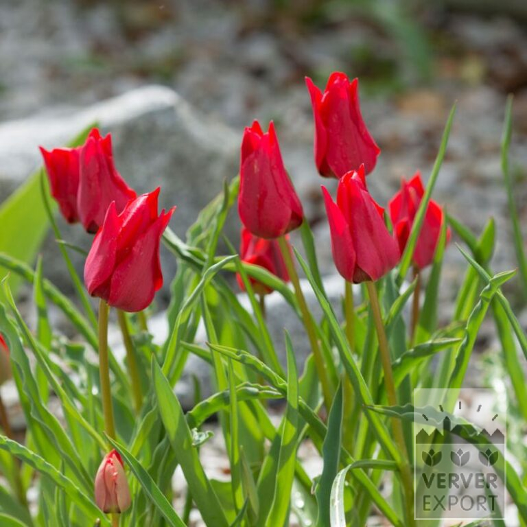 Tulpen stapfii (12728)