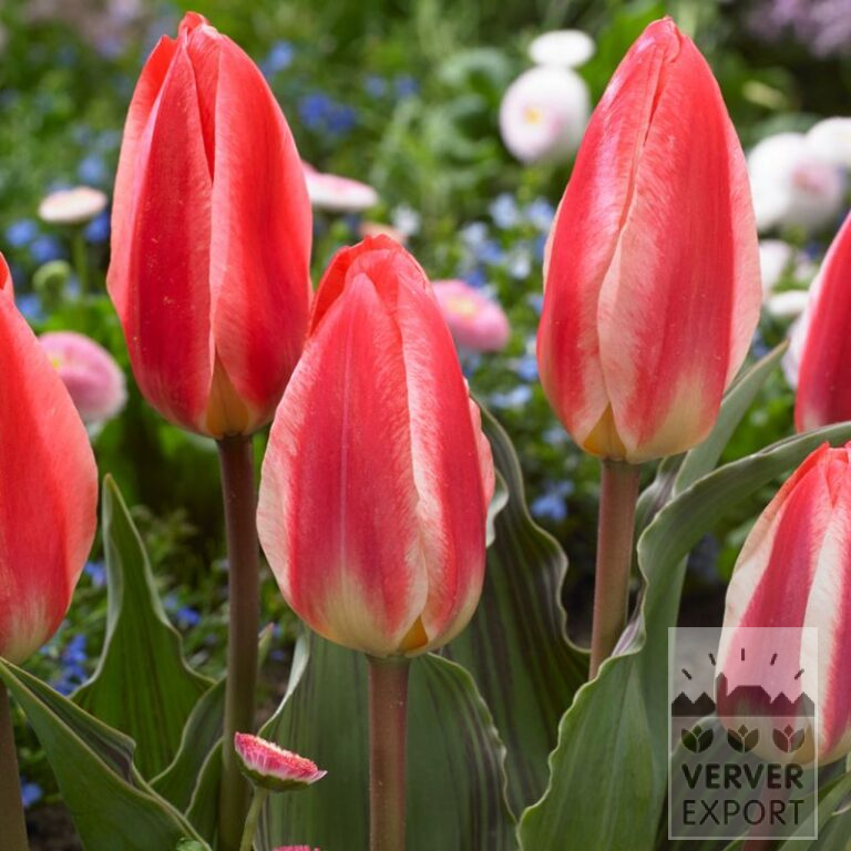 Tulpen 'St. George' (12730)