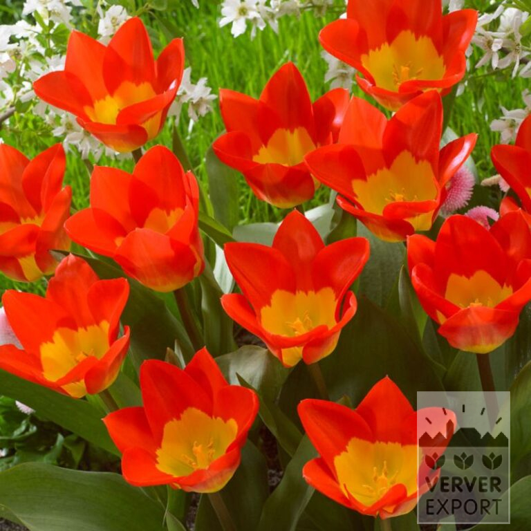 Tulpen 'Oracle' (12731)