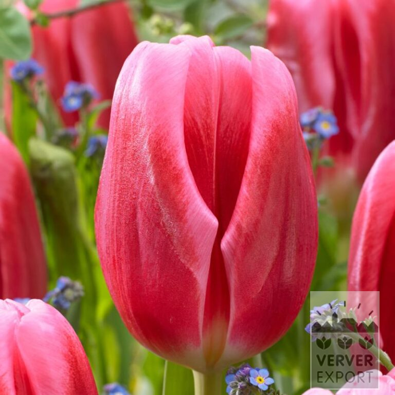 Tulpen 'Circuit' (12734)