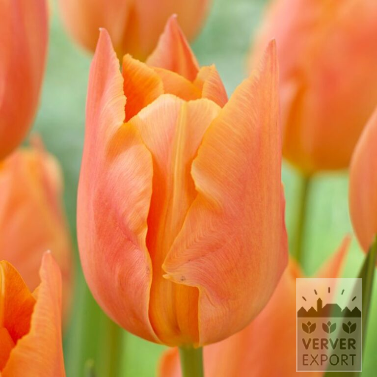 Tulpen 'Stunning Apricot' (12736)