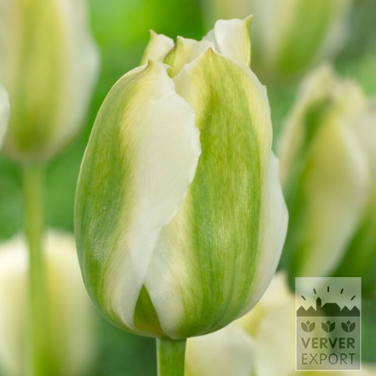 Tulpen 'Twilight Princess' (12738)