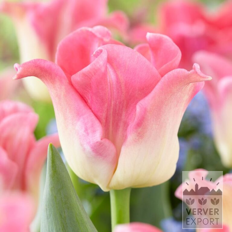 Tulpen 'Crown of Dynasty' (12742)