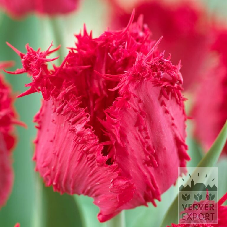 Tulpen 'Barbados' (12744)