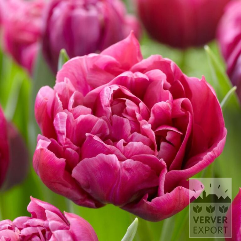 Tulpen 'Margarita' (12745)