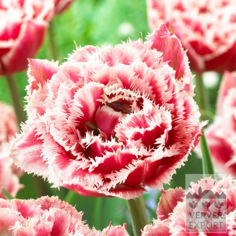 Tulpen 'Brest' (12746)