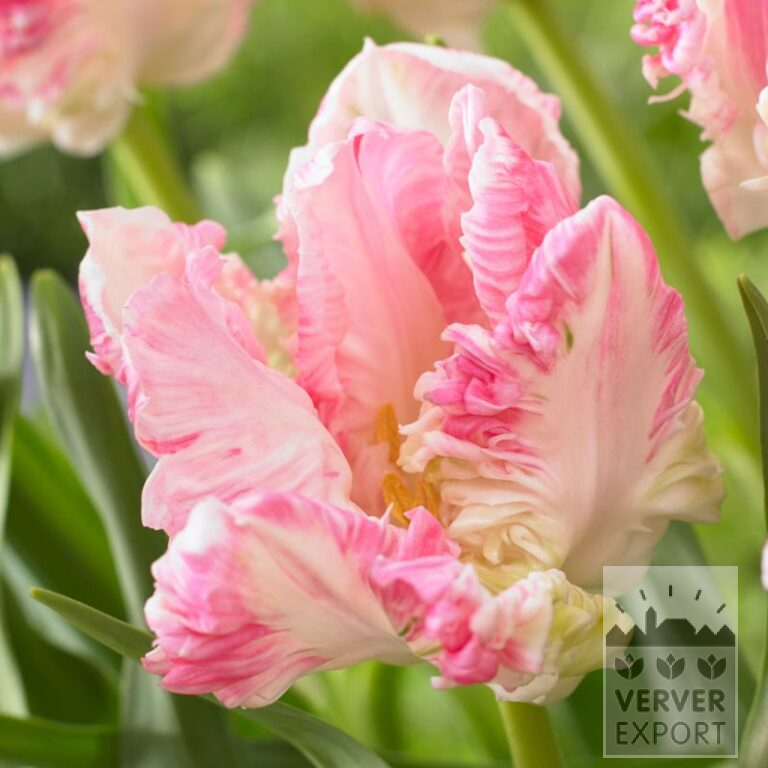 Tulpen 'Cabana' (12747)