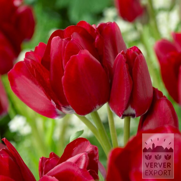 Tulpen 'Fiery Club' (12748)