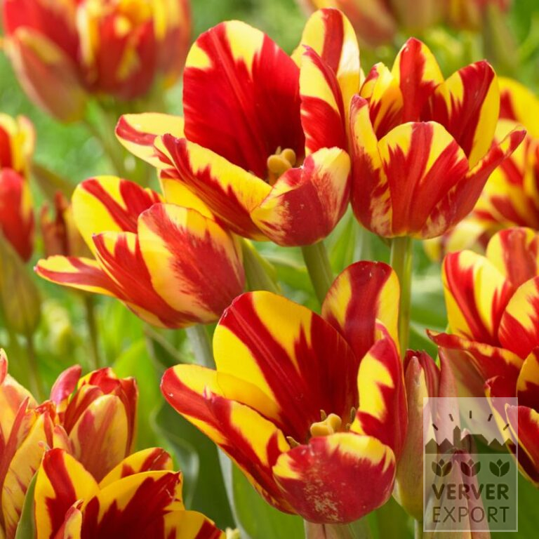 Tulpen 'Wonder Club' (12750)