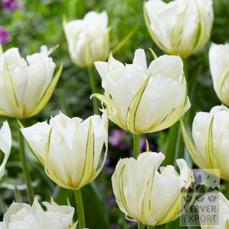 Tulpen 'White Valley' (12751)