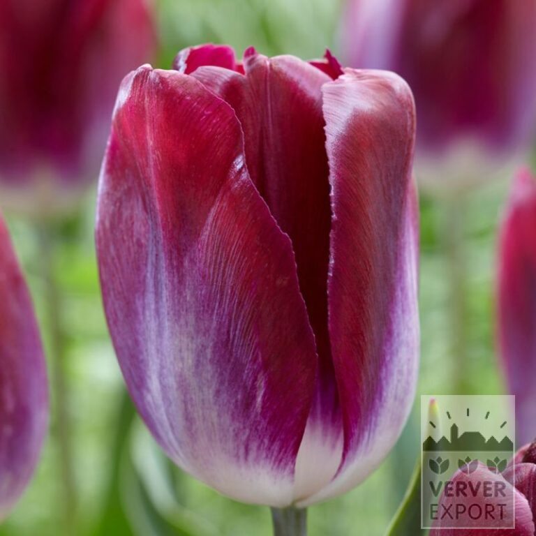 Tulpen 'Kansas Proud' (12752)