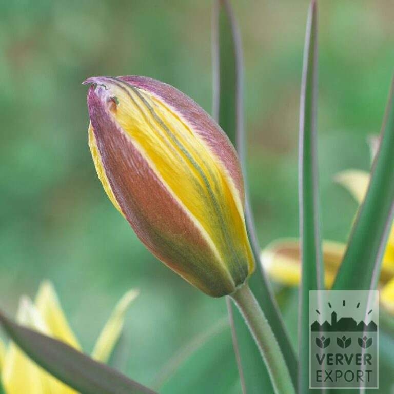 Tulpen urumiensis (12754)