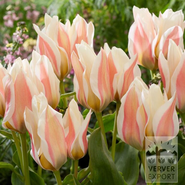 Tulpen 'Serano' (12760)