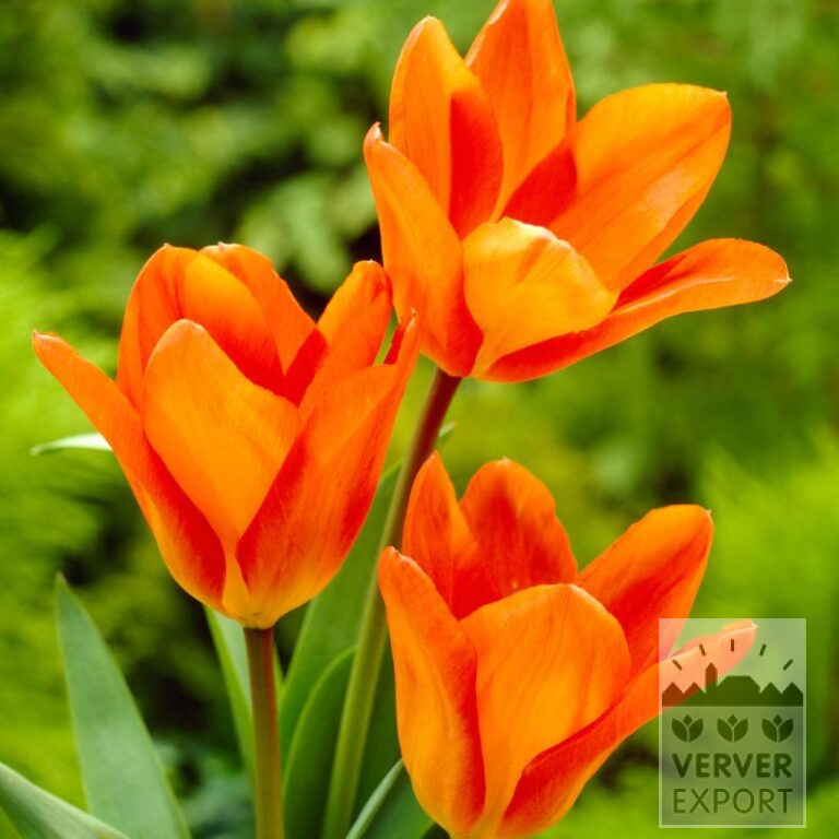 Tulpen 'Orange Princeps' (12762)