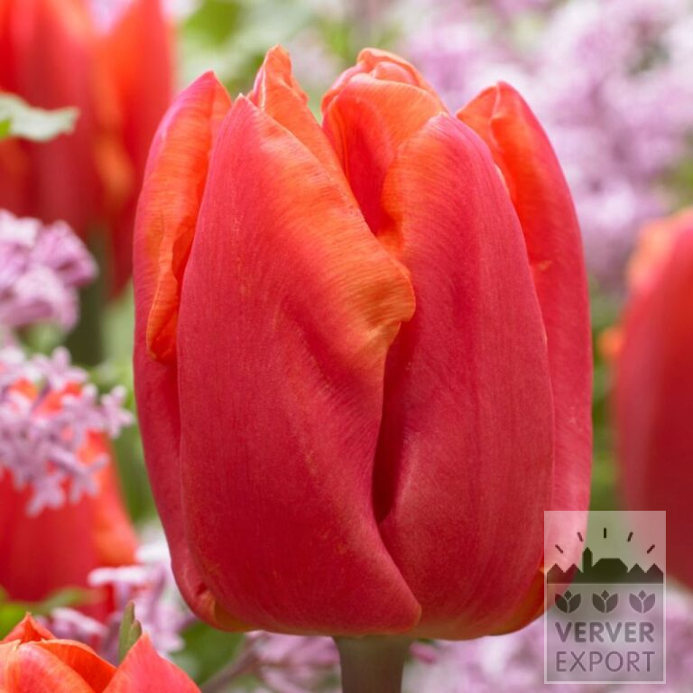 Tulpen 'Astronaut Andre Kuipers' (12764)
