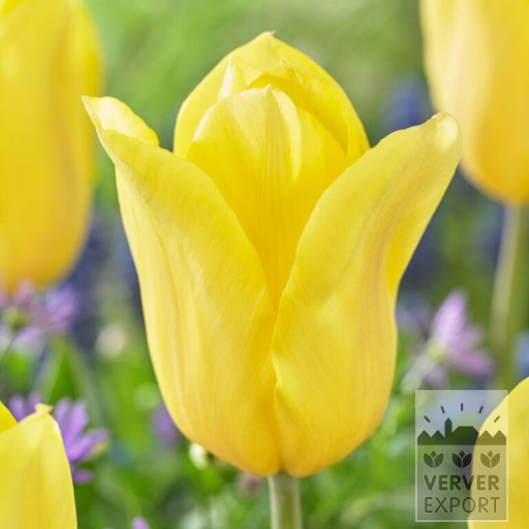 Tulpen 'Bolroyal Honey' (12765)