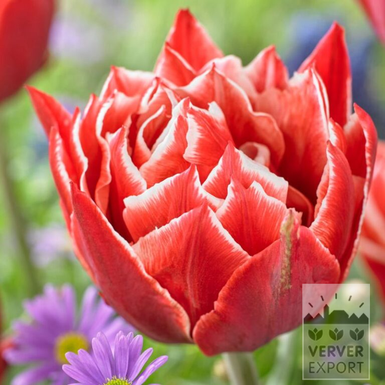 Tulpen 'Championship' (12767)