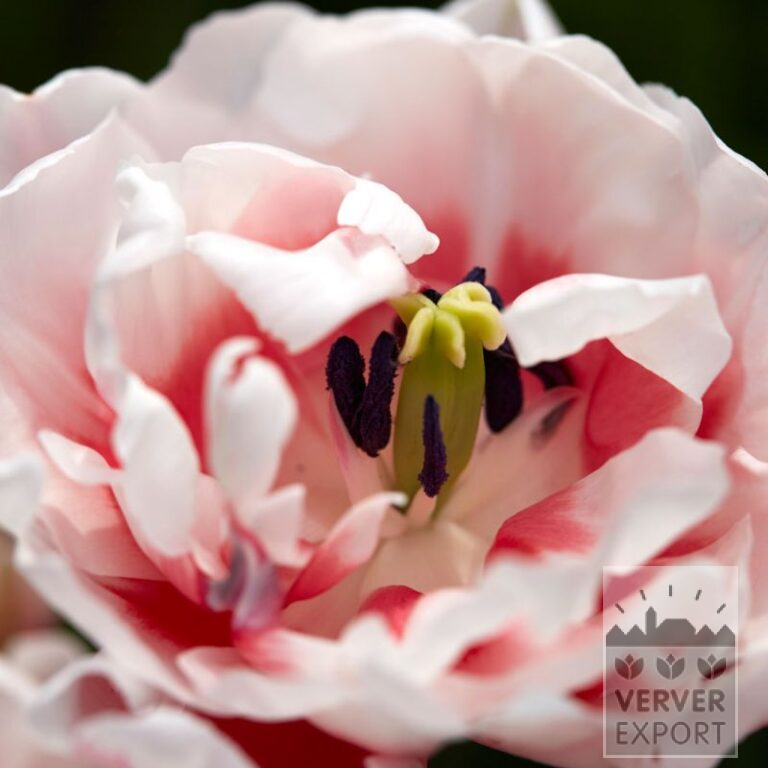Tulpen 'Chandelier' (12770)
