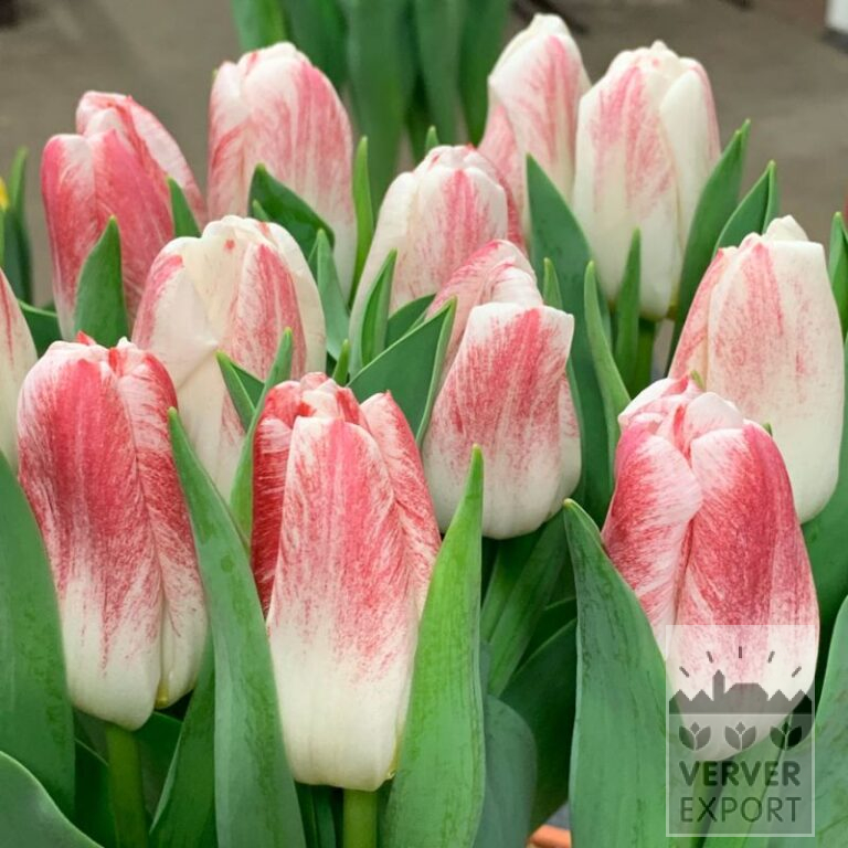 Tulpen 'Calgary Sensation' (12771)