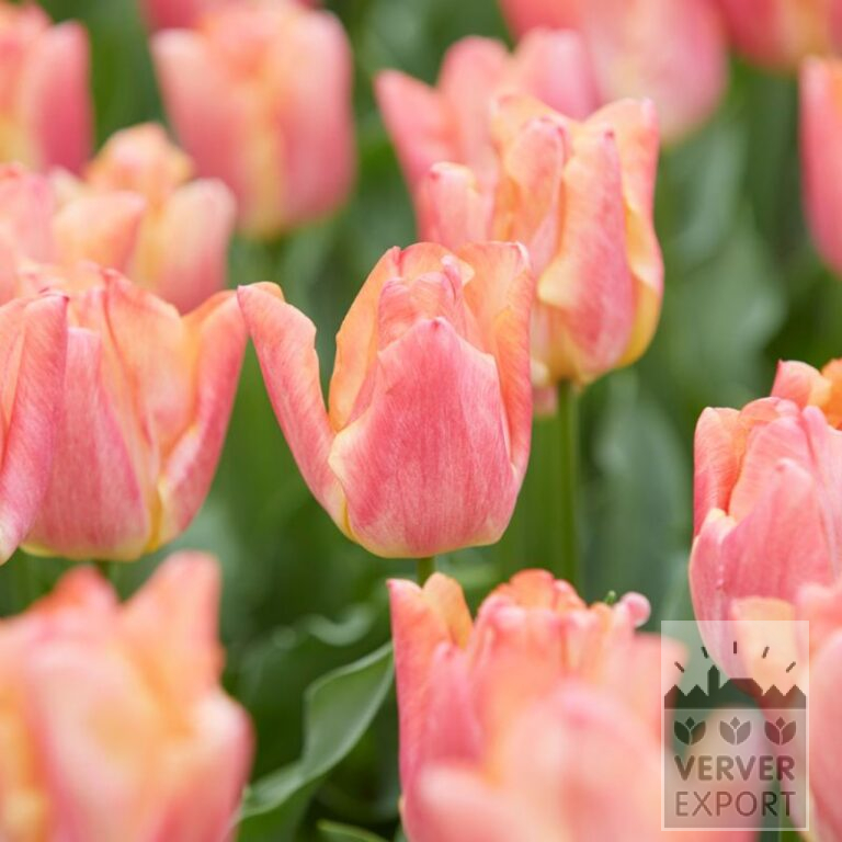 Tulpen 'Passio Sweet' (12772)