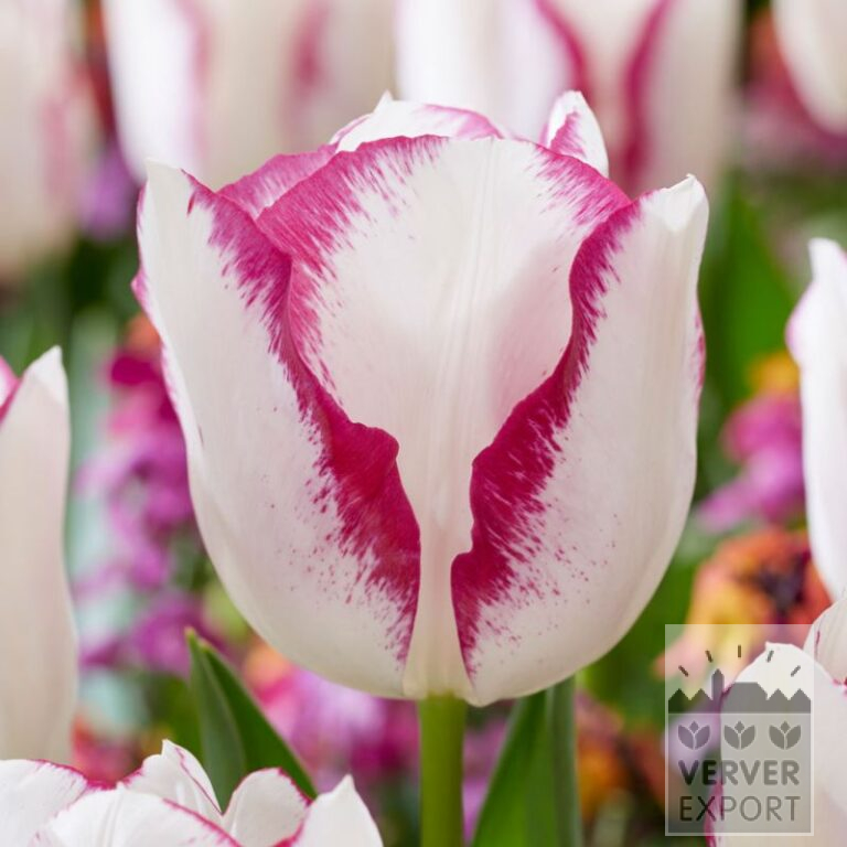 Tulpen 'Affaire' (12773)