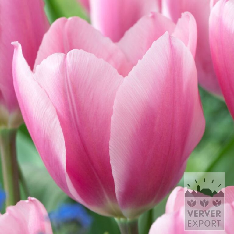 Tulpen 'Algarve' (12774)