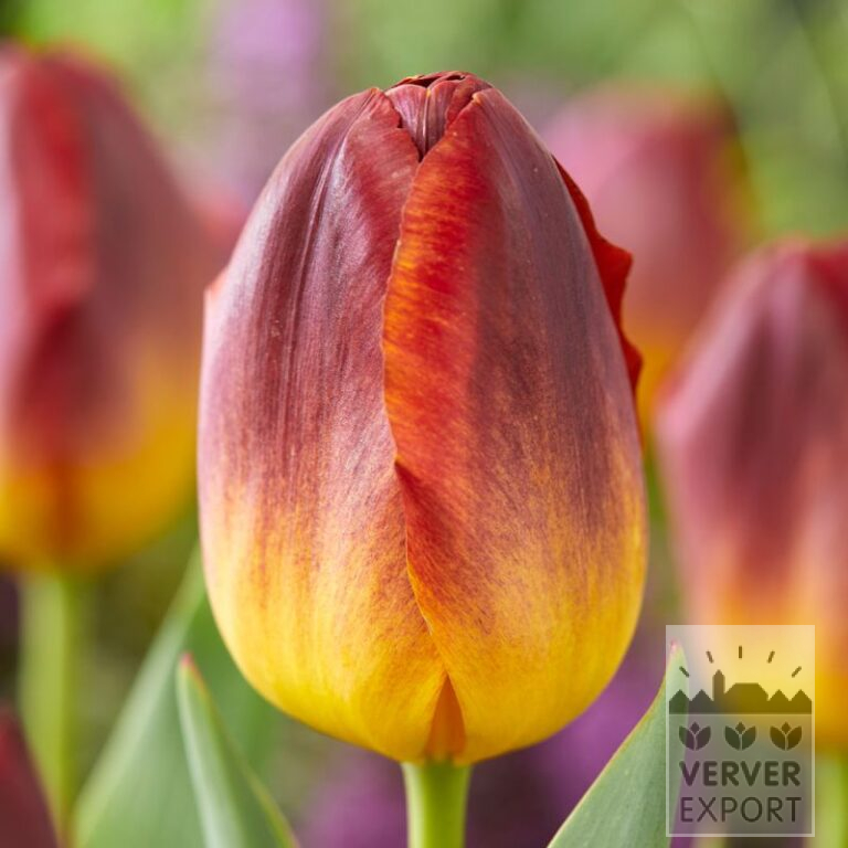 Tulpen 'Amber Glow' (12775)