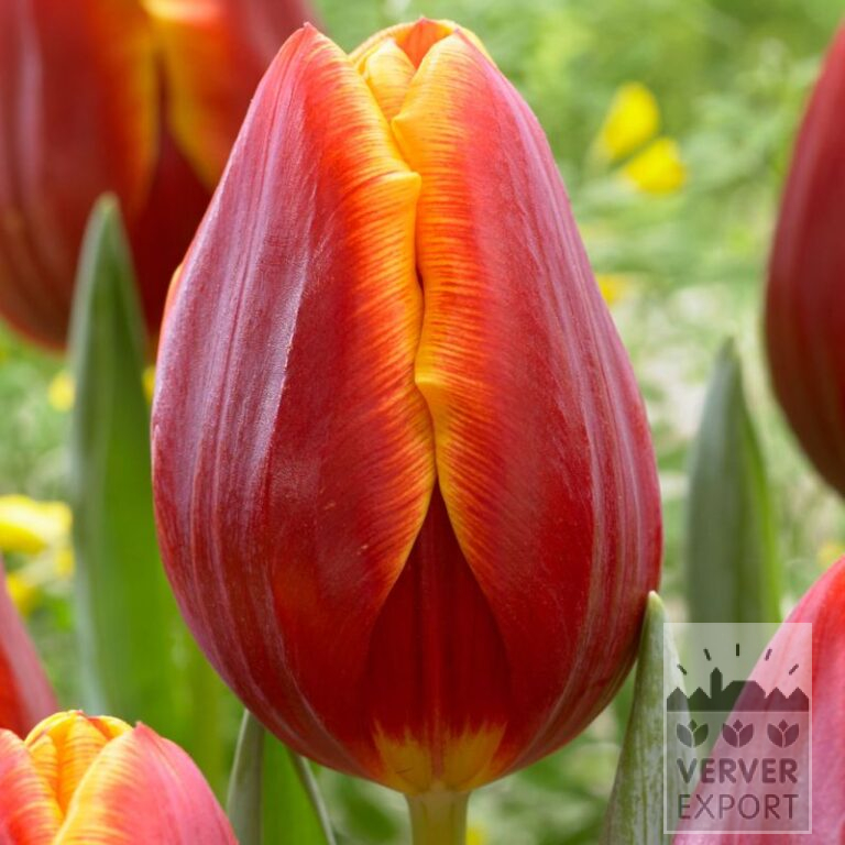 Tulpen 'Devenish' (12777)