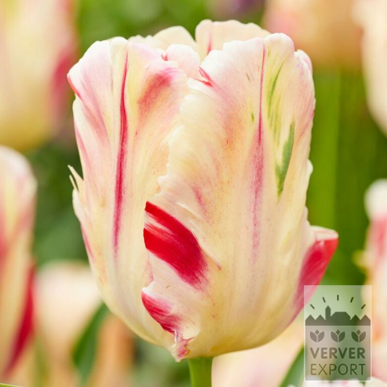 Tulpen 'Flaming Art' (12779)