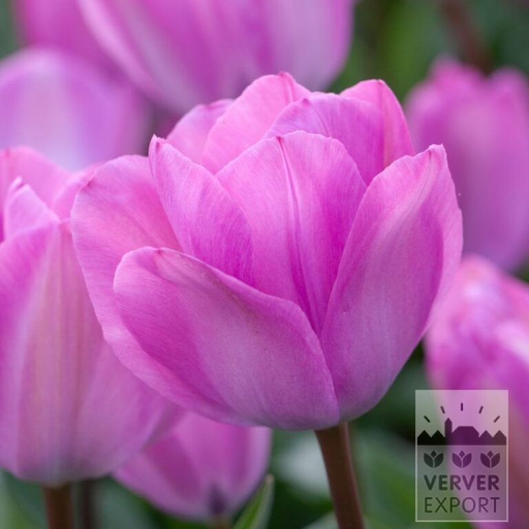 Tulpen 'Janis Joplin' (12780)