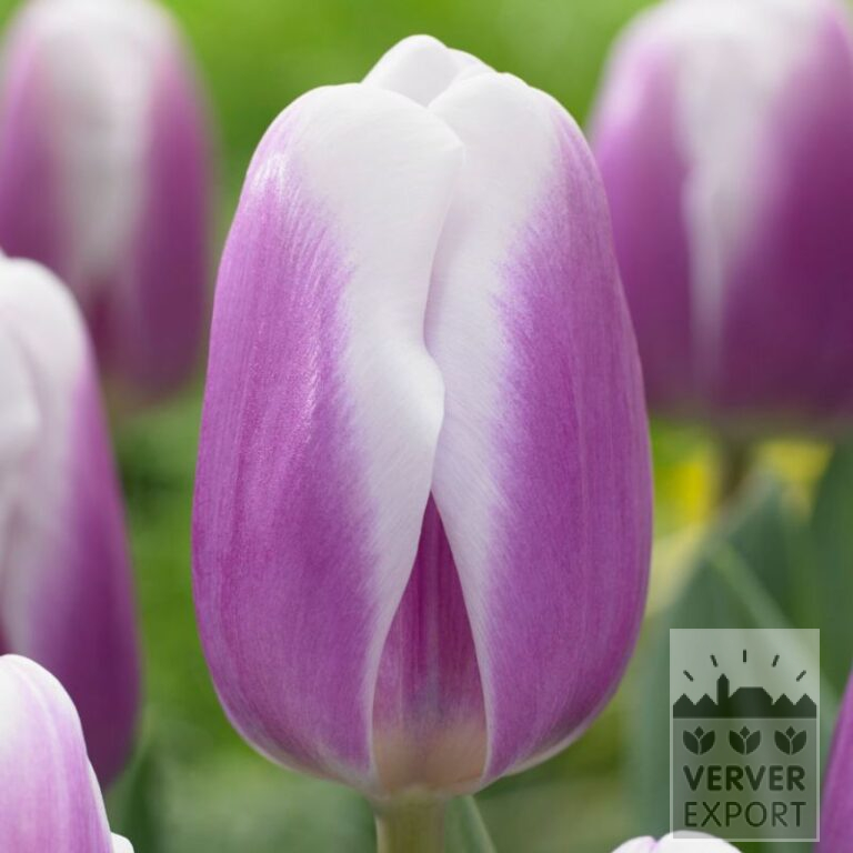 Tulpen 'Librije' (12781)