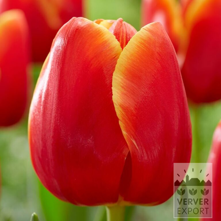 Tulpen 'Verandi' (12783)