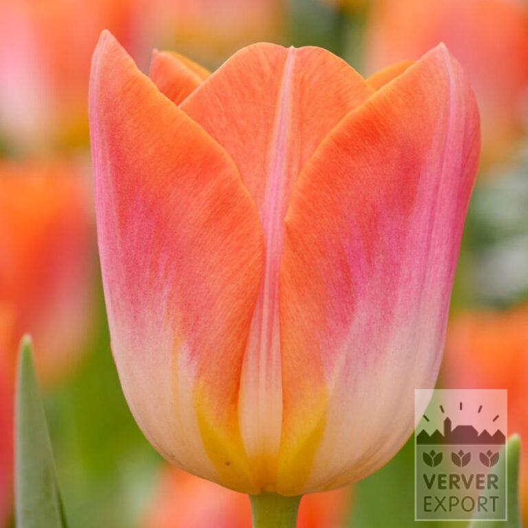 Tulpen 'Sunrise Dynasty' (12785)