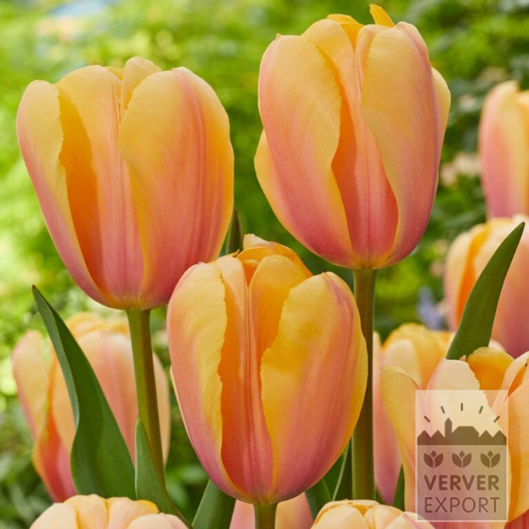 Tulpen 'Blushing Impression' (12786)