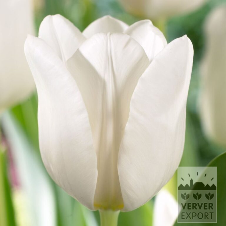 Tulpen 'Darwisnow' (12787)
