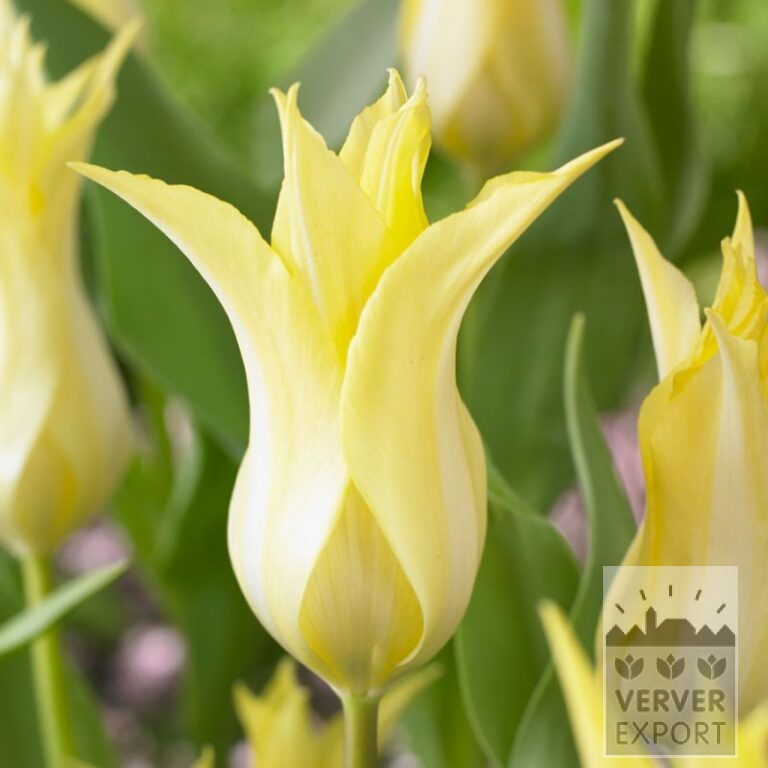 Tulpen 'Florijn Chic' (12789)