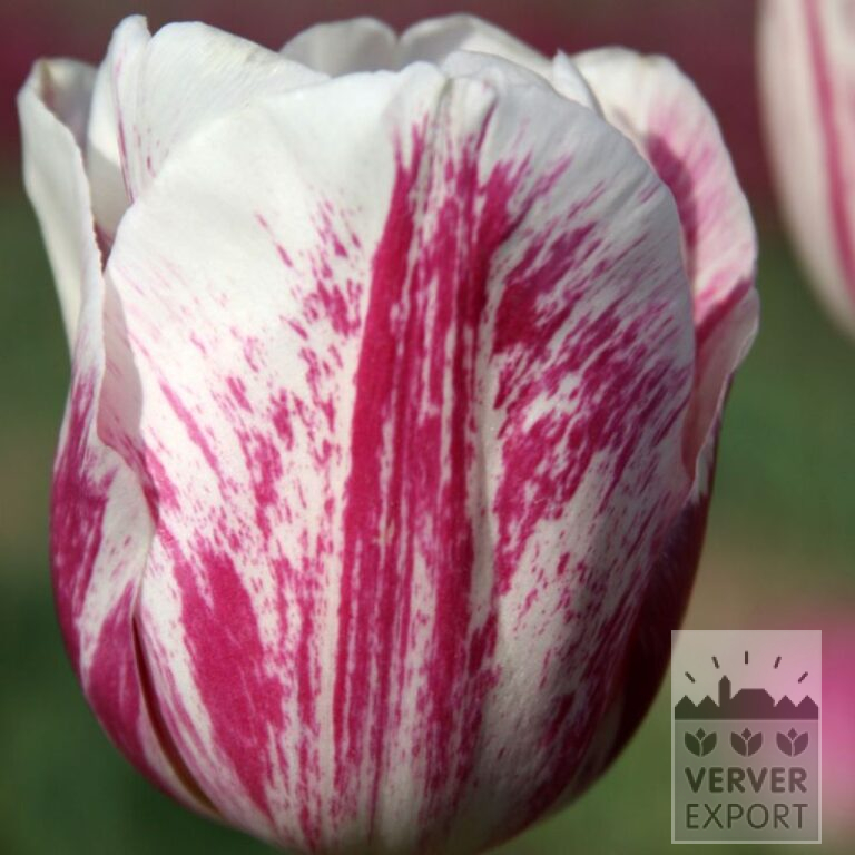 Tulpen 'Didi' (12792)