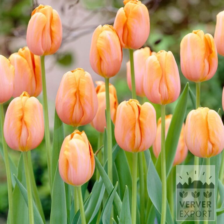 Tulpen 'Dordogne' (12793)