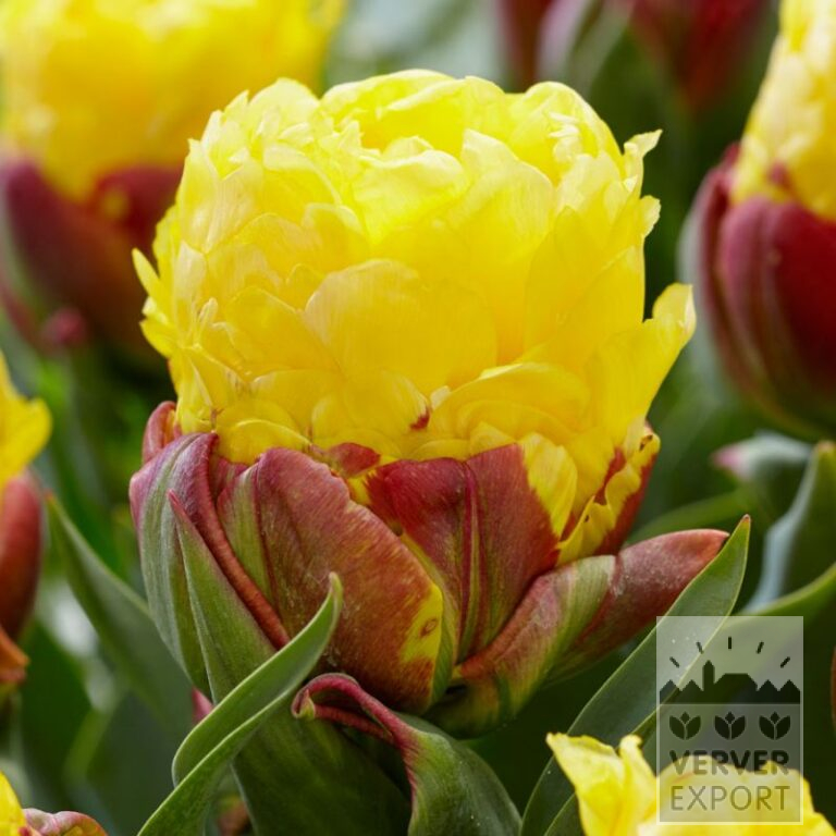 Tulpen 'Ice Cream Banana' (12794)