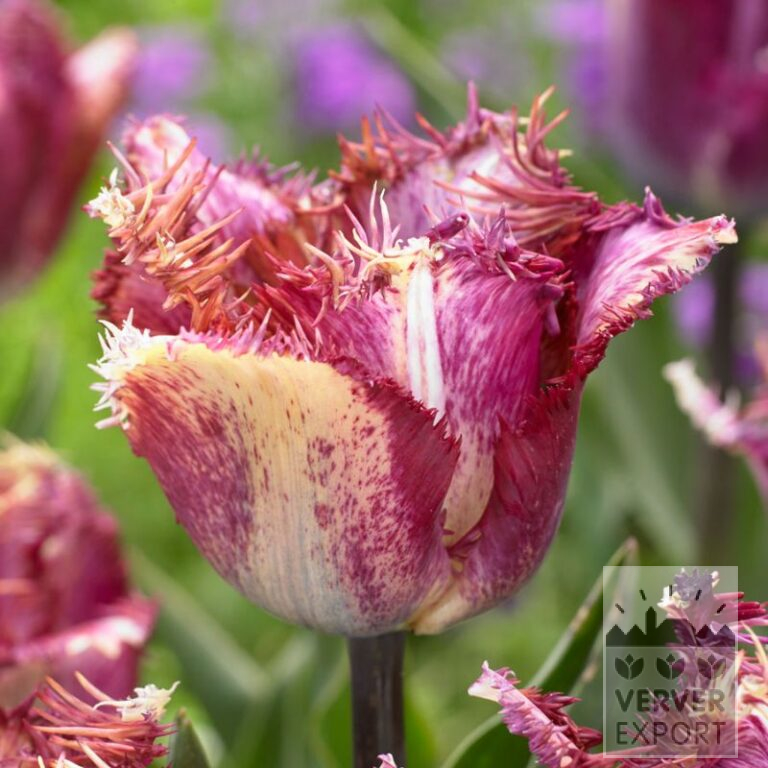 Tulpen 'Colour Fusion' (12795)