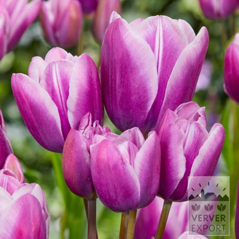 Tulpen 'Purple Elegance' (12799)