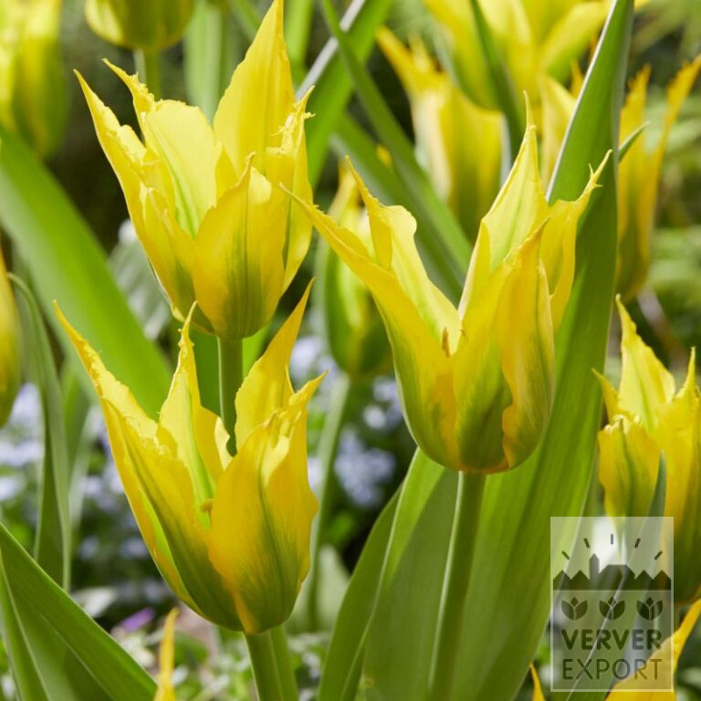 Tulpen 'Green Mile' (12803)