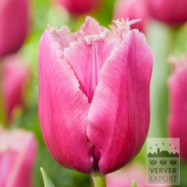 Tulpen 'Louvre' (12805)